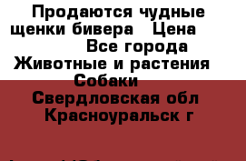Продаются чудные щенки бивера › Цена ­ 25 000 - Все города Животные и растения » Собаки   . Свердловская обл.,Красноуральск г.